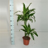 Dracena  Arturo (Драцена Артуро)