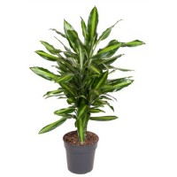 Dracena Cintho Branched (Драцена Цинто Разветвленная)