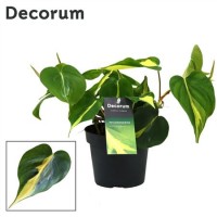 Philodendron Brazil (Филодендрон Бразил)