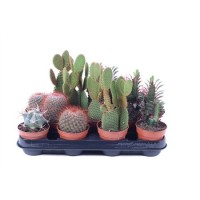 Cactus (Кактус)