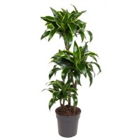 Dracena Dorado (Драцена Дорадо)