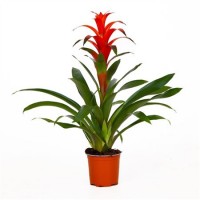 Guzmania (Гузмания)