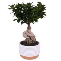 Ficus Ginseng (Фикус Гинсенг)