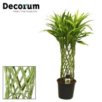 Dracena Sandriana Gold Tube (Драцена Сандера Золотая)