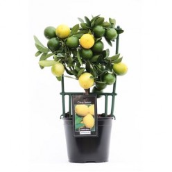 Citrus Lemon (Цитрус Лемон)