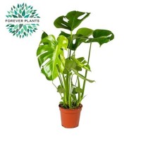 Monstera Deliciosa (Монстера Делициоза)