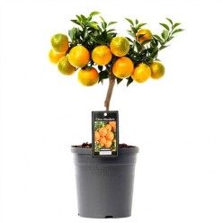 Citrus Mandarin (Цитрус Мандарин)