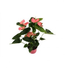 Anthurium Pink (Антуриум розовый)