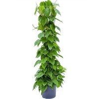 Philodendron Scandens Piramide (Филодендрон Сканденс)