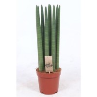 Sansevieria Straight (Сансевиерия Цилиндрическая)