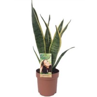 Sansevieria Laurentii (Сансевиерия Лаурети)