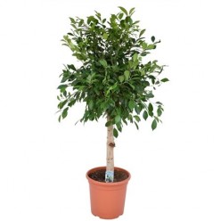 Ficus Nitida  (Фикус Тинида)