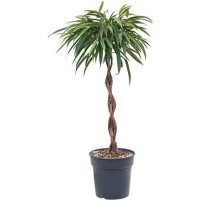 Ficus Bin Alii Twisted Stem (Фикус Али плетенный ствол)