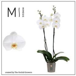 Phalaenopsis White Bigflowers (Фаленопсис. Орхидея)