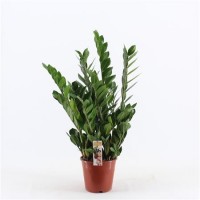 Zamioculcas (Замиакулькас)