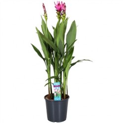 Куркума Сиам Суприм (Curcuma Siam Supreme 2+)