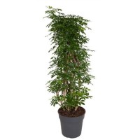 Schefflera Luseana Branched