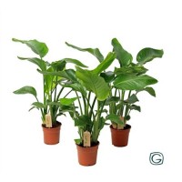 Strelitzia Nicolai