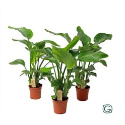 Strelitzia Nicolai