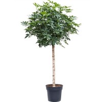 Schefflera On Stem