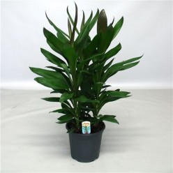 Кордилин Глаука (Cordyline Glauca) Кордилин Глаука (Cordyline Glauca)