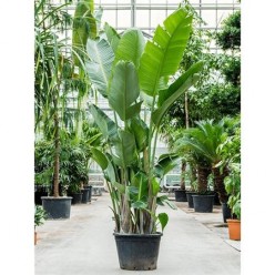 Strelitzia Nicolai