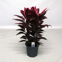 Cordyline Mambo  (Кордилина Мамбо)