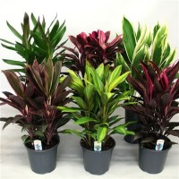 Кордилин (Cordyline 3pp)