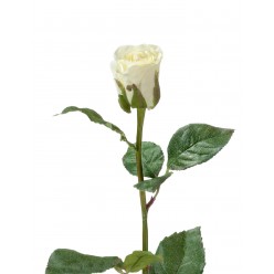 Роза Анабель бело-зеленая 