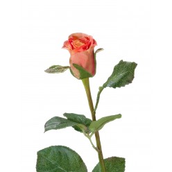 Роза Анабель персик-роз 