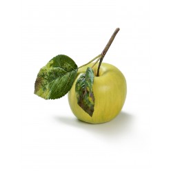 Яблоко нежно-зеленое на веточке 
