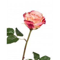 Роза Верди нежно-персиковая с малиновым 