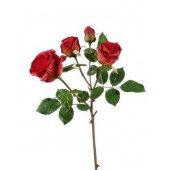 Роза Флорибунда ветвь красная