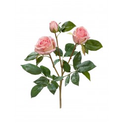 Роза Флорибунда Мидл ветвь нежно-розовая 