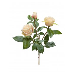 Роза Флорибунда Мидл ветвь крем-лайм-роз 