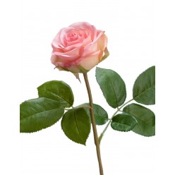 Роза Флорибунда Мидл нежно-розовая 