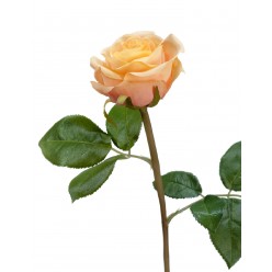 Роза Флорибунда Мидл крем-персик 