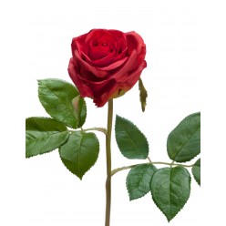 Роза Флорибунда Мидл рубиново-красная 