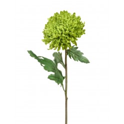 Хризантема Шамрок зеленая 