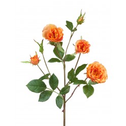 Роза Вайлд ветвь персиково-оранжевая 