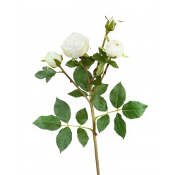 Роза Пале-Рояль ветвь бело-зеленая 