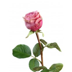 Роза Эсперанса Мидл сиренево-розовая с зеленой каймой 
