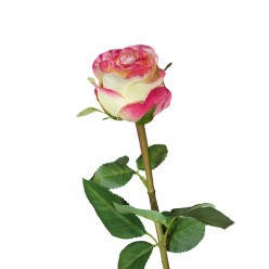 Роза Эсперанса Мидл лимонная с розовой каймой 