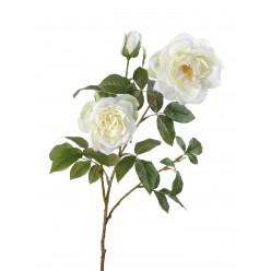 Роза Эльфе белая крупная садовая 