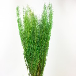 Аспарагус пушистый сухоцвет зелёный