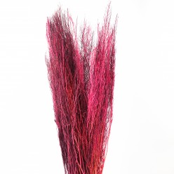 Аспарагус пушистый сухоцвет бордовый