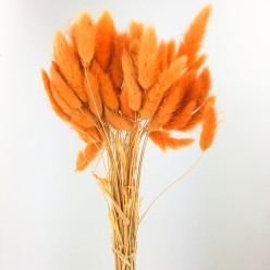 Лагурус оранжевый