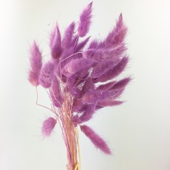 Лагурус пурпурный
