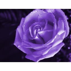 Роза Макси лиловый