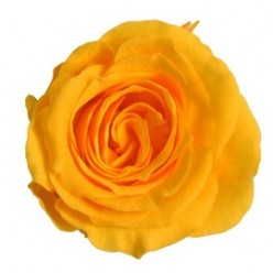 Роза Стандарт желтый